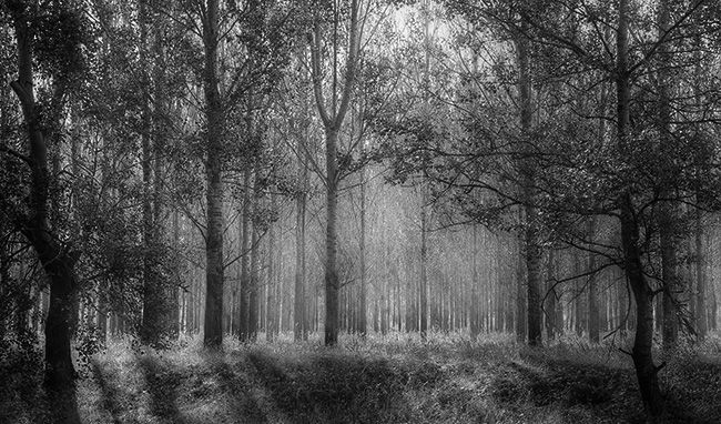 Schwarz-weiß Foto eines Waldweges.
